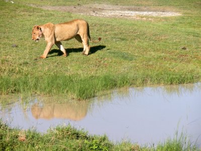 Ngorongoro - lioness reflects