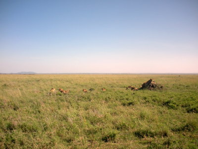 Serengeti pride