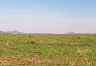 Serengeti family