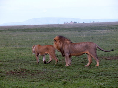  Serengeti mates 2