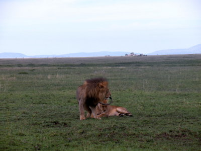 Serengeti mates 3