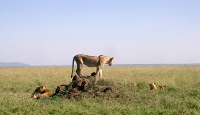 Serengeti queen 1