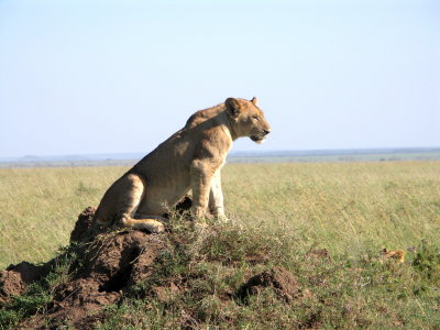 Serengeti queen 2