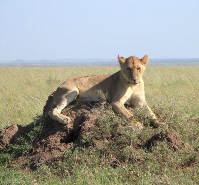 Serengeti queen 3