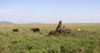 Serengeti pride - heading out for some shade