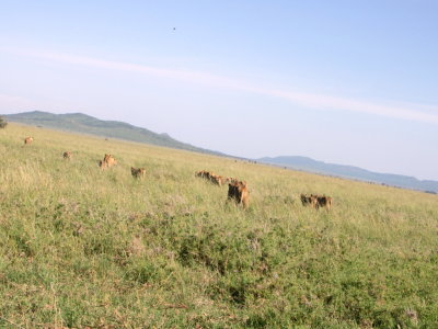 Serengeti pride - going......