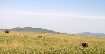 Serengeti pride - ... going...