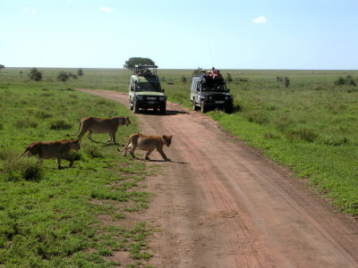 Serengeti female + cubs
