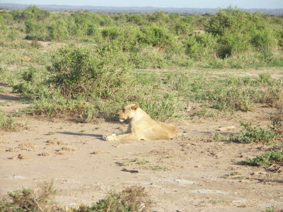 Amboseli mother - first lion we saw on the trip