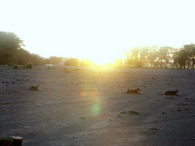 Amboseli cubs