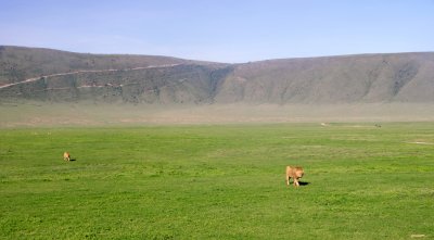 Ngorongoro lions - first sighting