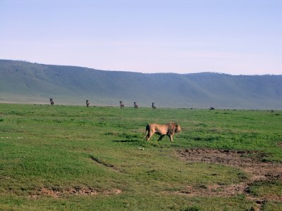 Ngorongoro: check out the wildebeest in rapt attention in the background