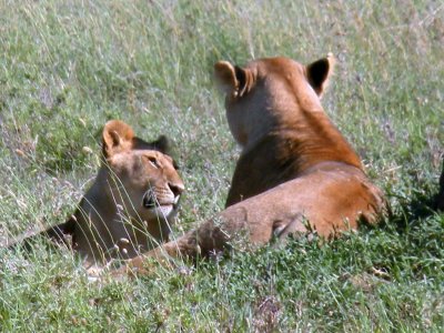 Serengeti mom + cub