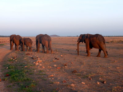Amboseli herd