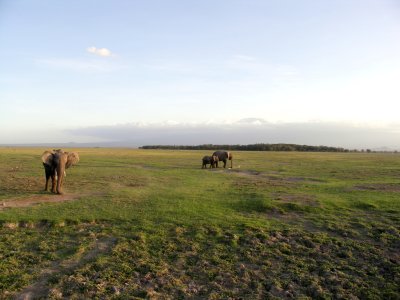 Amboseli Giants -- Elephants in foreground, Kilimanjaro in the background