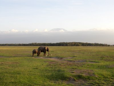 Amboseli Giants II -- Elephants in foreground, Kilimanjaro in the background