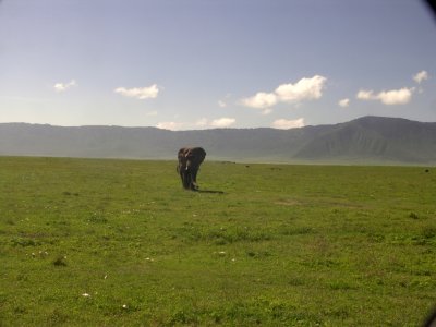 Ngorongoro boy