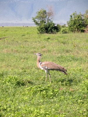 Secretary bird -- so called because his walk resembles the motion of a typist!