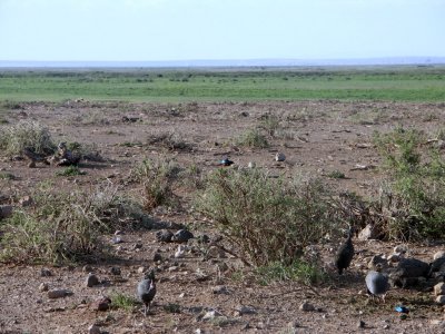 Guineafowl (big ugly things) + superb starlings (the superb is part of the official name!)