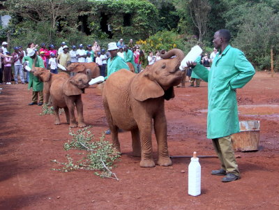 Baby elephants