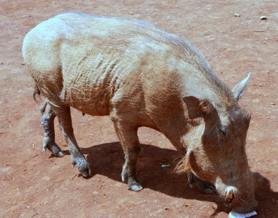 Here's a warthog that was roaming around as well!