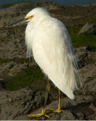 Egret