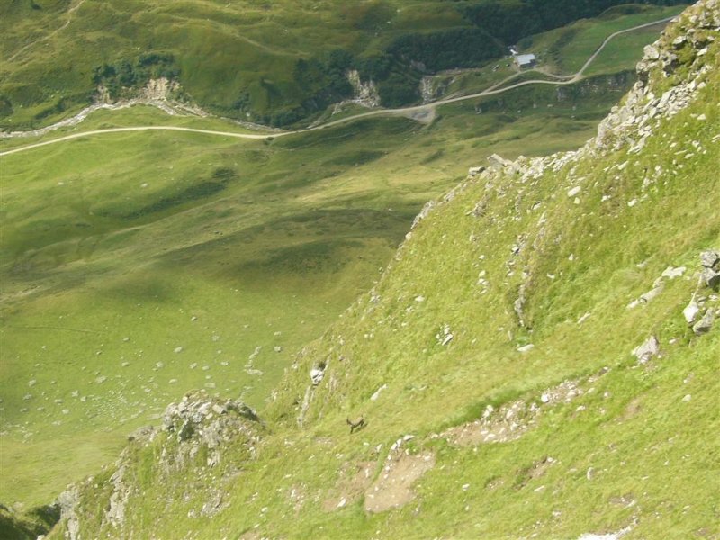 Steenbok nabij Piz Corandoni