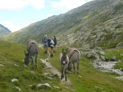 ezels langs de  Reno di Medel  in Val Cadlimo  nabij Stabbio Nuovo