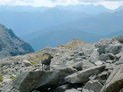 Steenbok in de afdaling van de Piz Valdraus