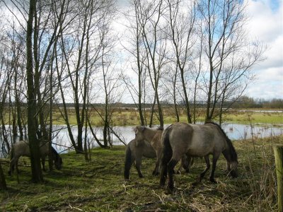 Konik paarden langs de Waardweg