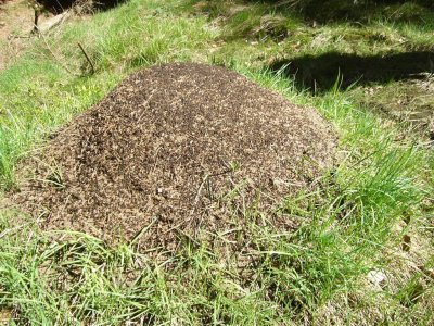 mierenhoop