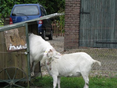 geiten in Oosterhout