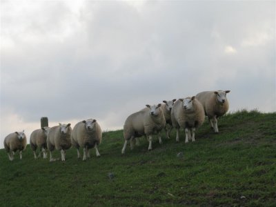 Schapen op de dijk