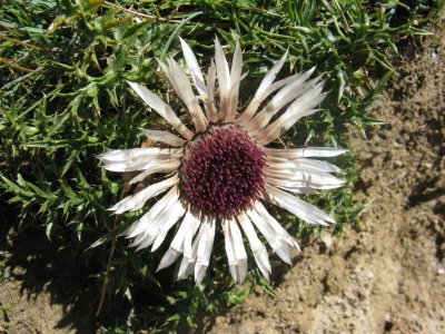 Carlina acaulis (Driedistel of zilverdistel)