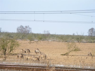 Kotterbos zicht op Oostvaardersplassen met Konikpaarden