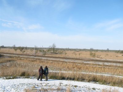 Kotterbos zicht op Oostvaardersplassen met Konikpaarden