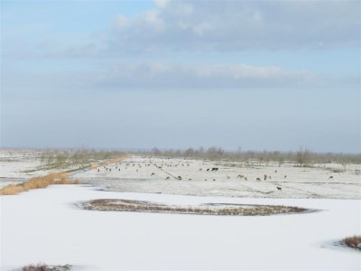 Natuurgebied Oostvaardersplassen met Heckrunderen en Edelherten