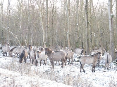 Konikpaarden aan het Koopvaarderspad