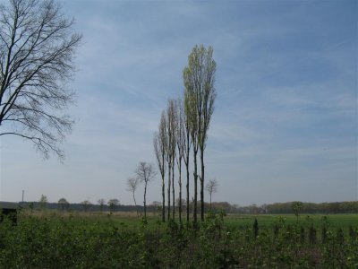 Dessel