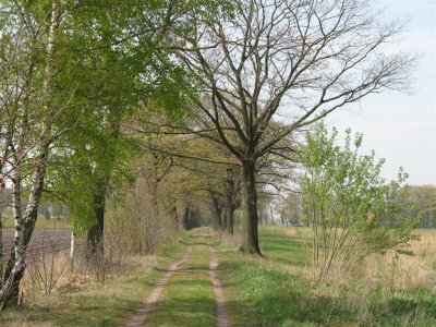 Dessel