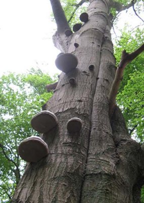 Mooie boom