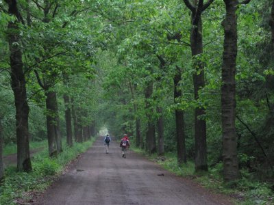 Zomerbos bij Zoersel