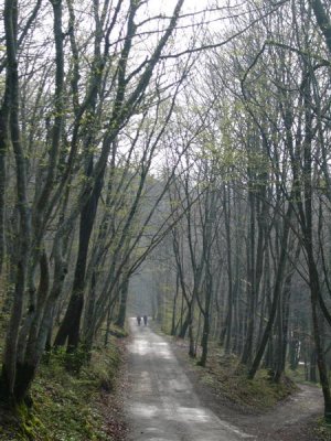 bospad vanuit Vandoncourt