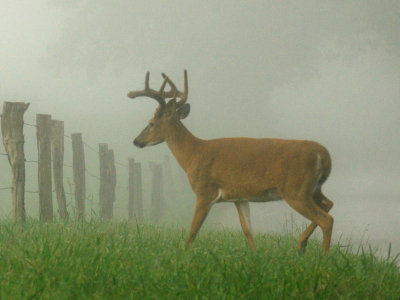 JPG CS 2aJumping Buck DSC_8456.jpg