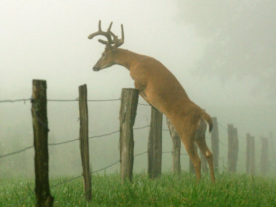 JPG CS 5Jumping Buck DSC_8459.jpg