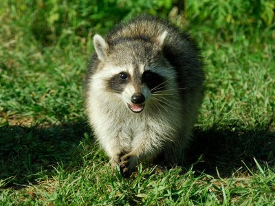 Raccoons D200