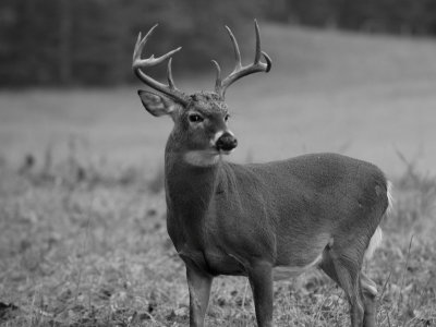JPG CS BWa Nine Point DSC_9241.jpg