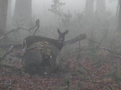 JPG CS In A Fog PC293435.jpg