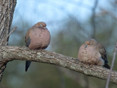 JPG CS aSleeping Doves -3201.jpg