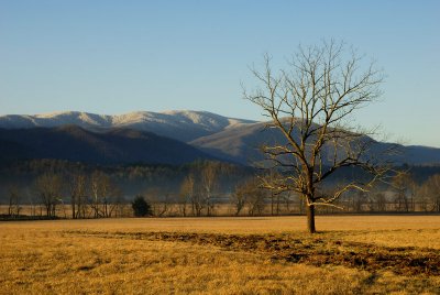 JPG CS Tree View DSC_0794.jpg